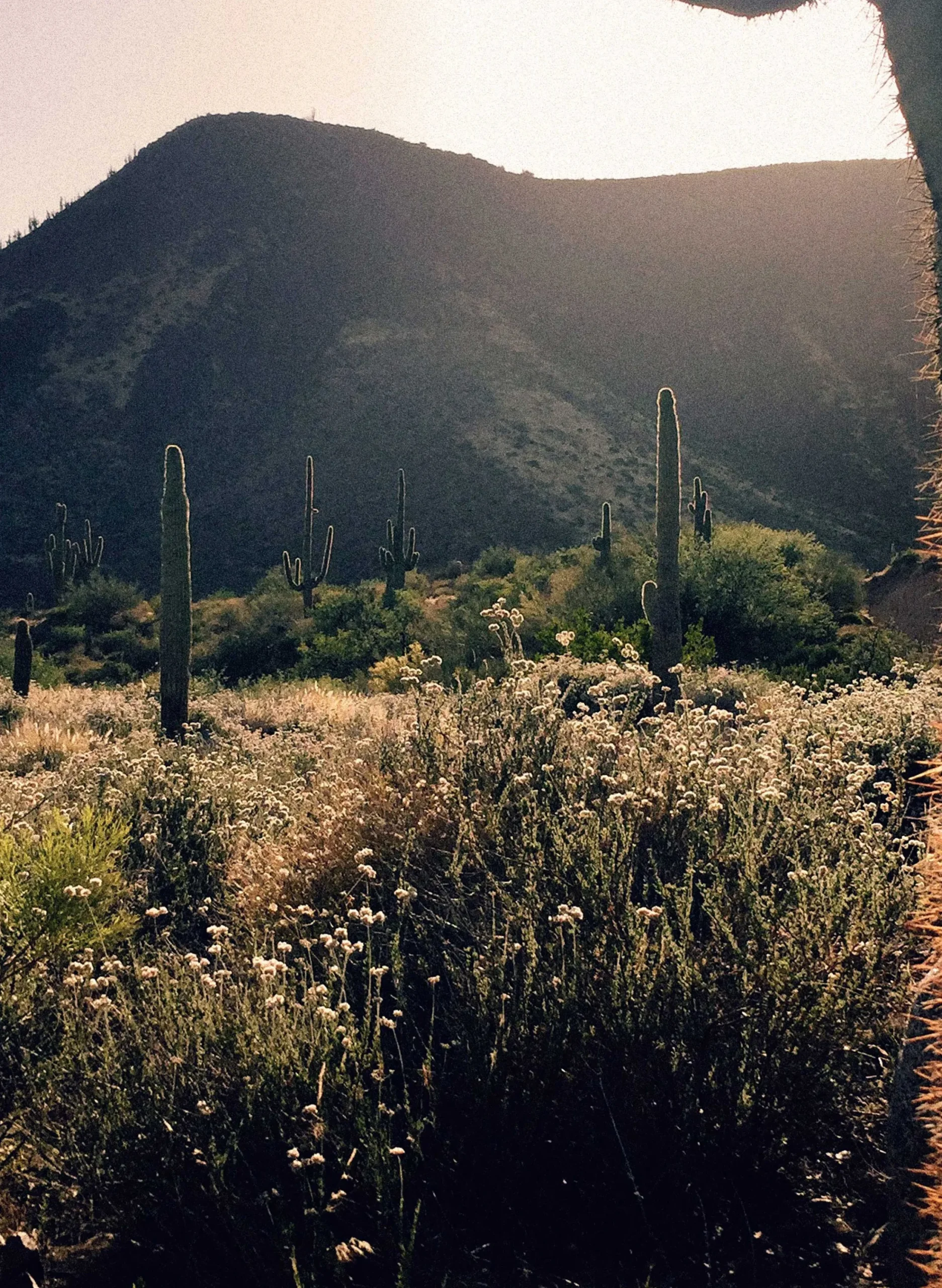 imogene + willie Barton Ridgeland| Denim