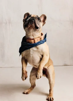 imogene + willie Emil Erwin X I+w Dog Collar|Women Accessories|Accessories