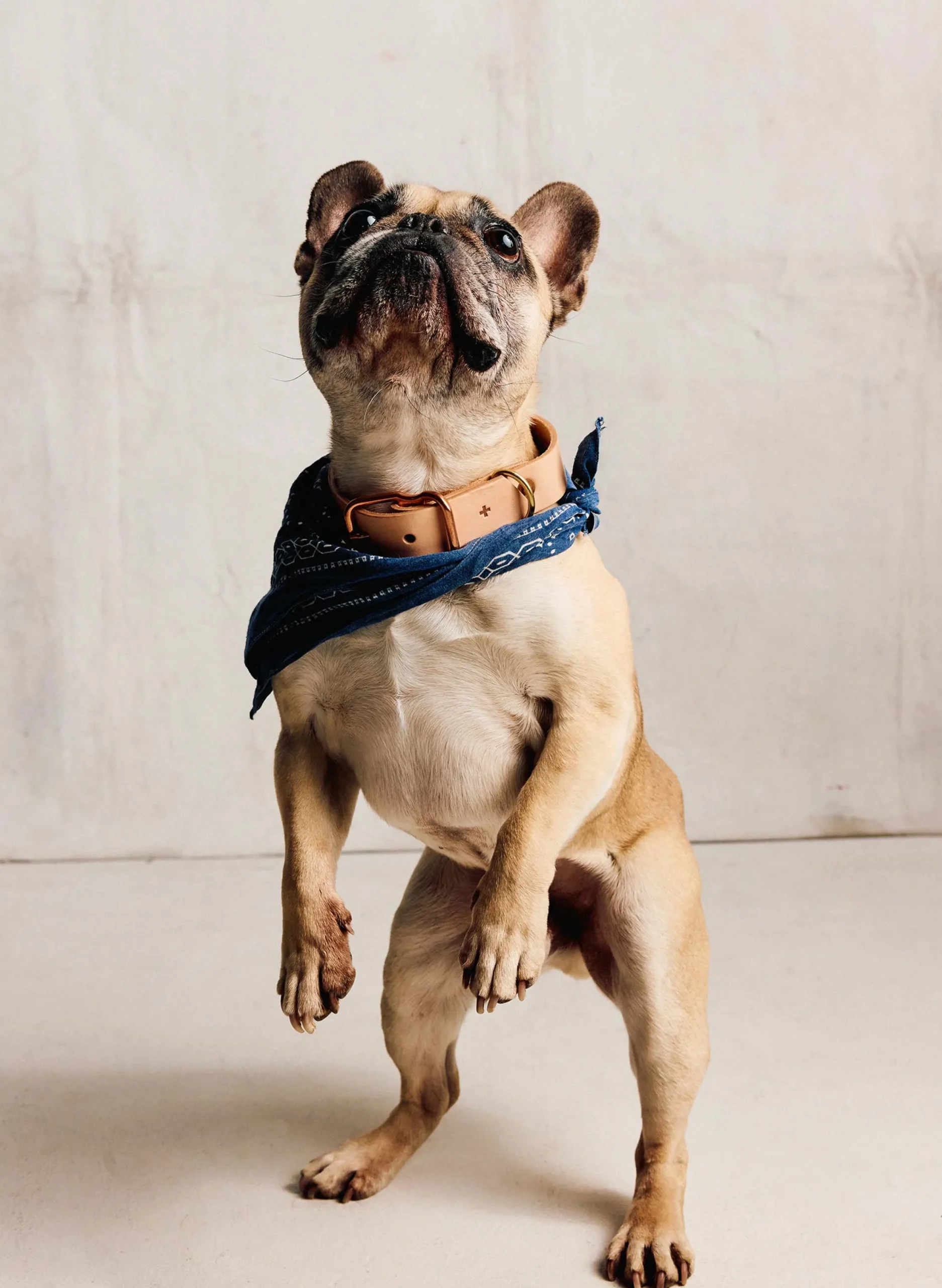 imogene + willie Emil Erwin X I+w Dog Collar|Women Accessories|Accessories