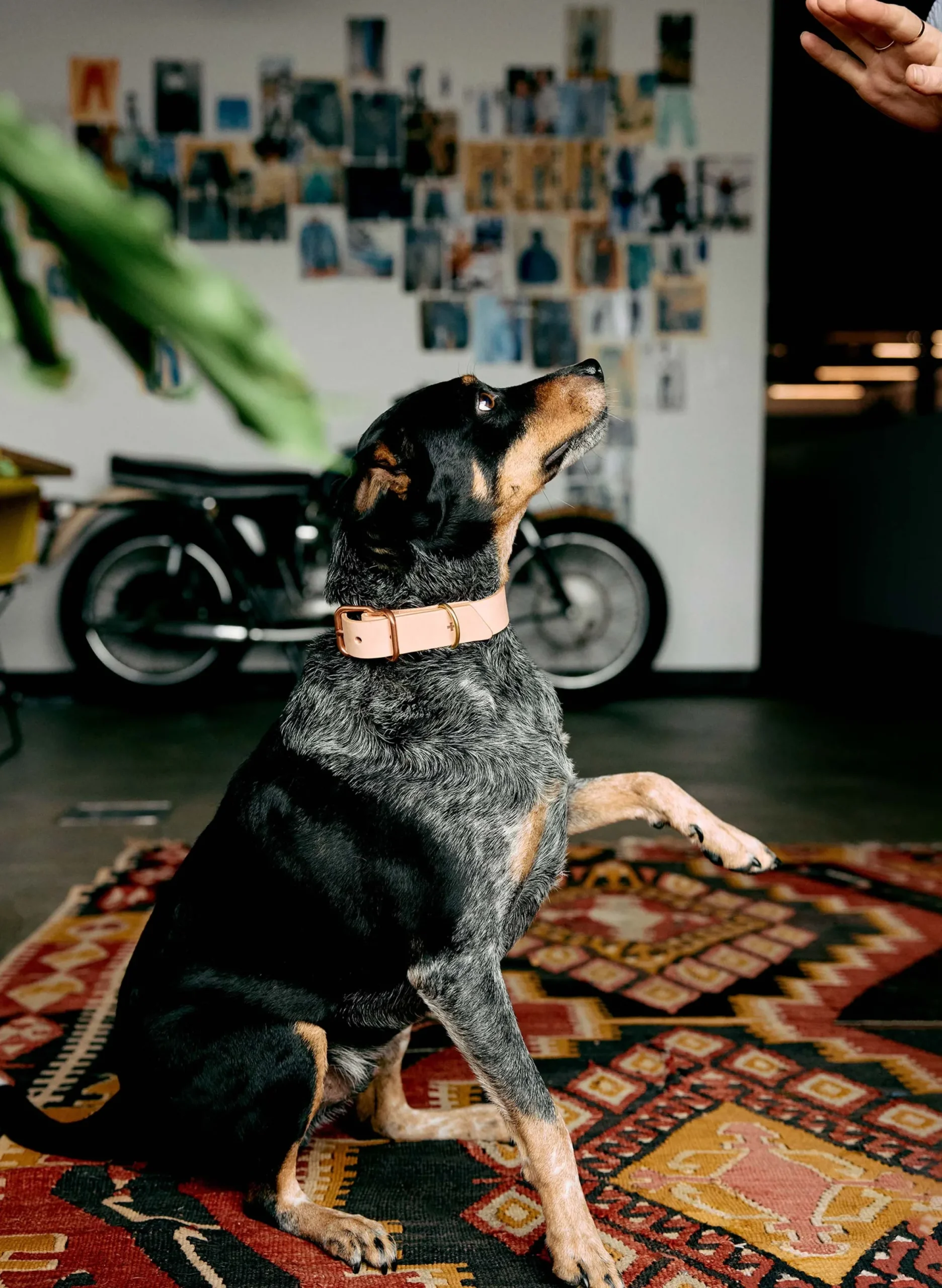 imogene + willie Emil Erwin X I+w Dog Collar|Women Accessories|Accessories