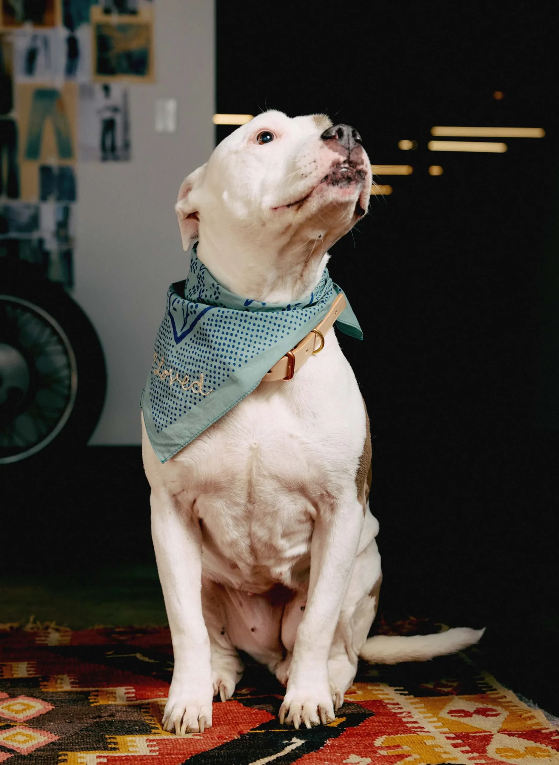 imogene + willie Emil Erwin X I+w Dog Collar|Women Accessories|Accessories