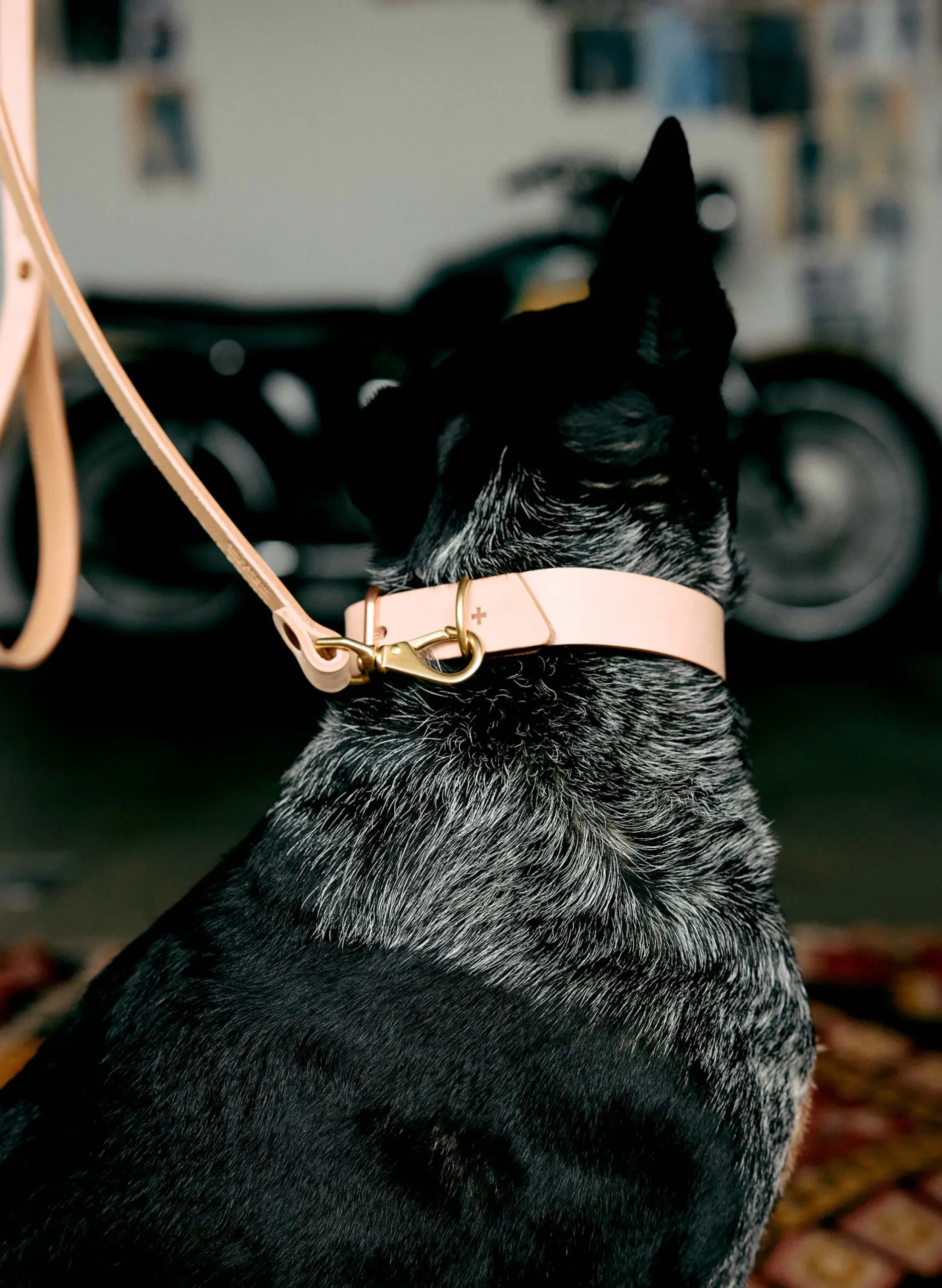 imogene + willie Emil Erwin X I+w Dog Leash|Women Accessories|Accessories